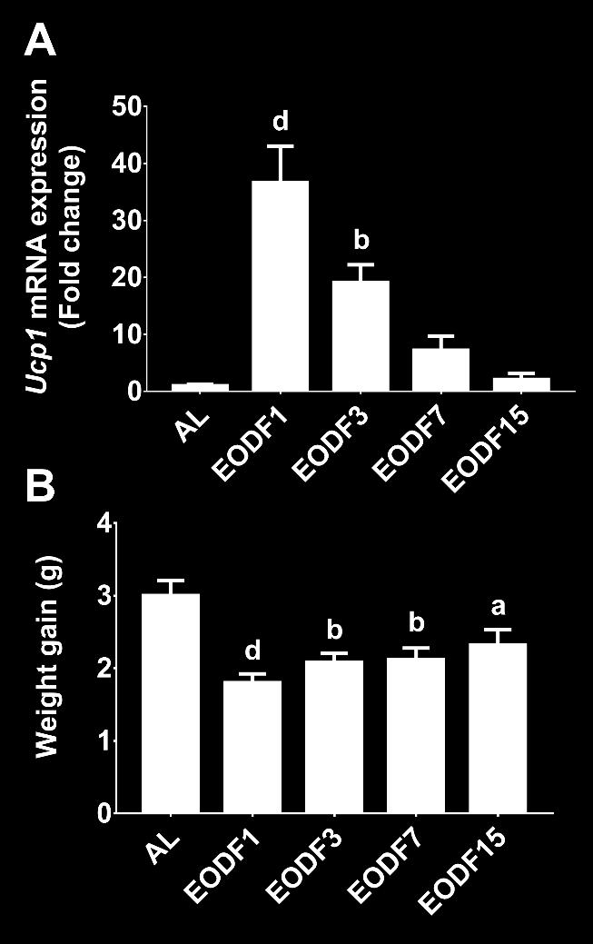Supplemental Figure 4. Time course of weight gain and Ucp1 expression in inguinal WAT of EODF mice after returning to the AL feeding. Related to Figure 1.