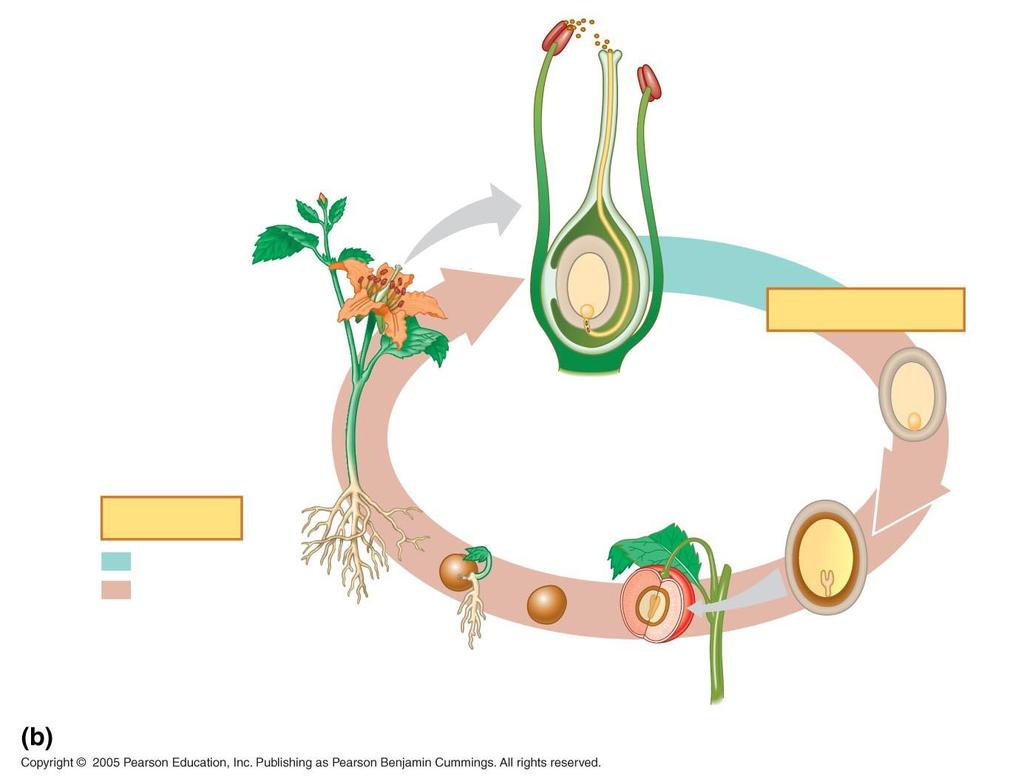 Simplified angiosperm life cycle Anther Pollen tube Germinated pollen grain (n) (male gametophyte) Ovary Ovule Embryo sac (n) (female gametophyte)