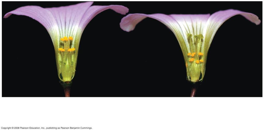 Spatial separation of stigma and Anthers may regulate self fertilization