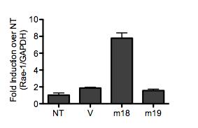 A. B. C. Figure 3.4. Overexpression of m18, but not m19, alone is sufficient to induce RAE-1 expression.