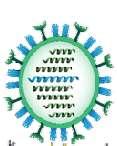 Clinically Relevant Influenza Viruses Type A Type B Type C Potentially severe illness Rapidly changing Epidemics and Pandemics Humans (all ages) and animals (pigs, horses,