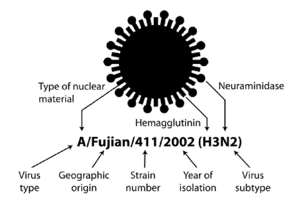 Horses are also resevoirs for a few HAs and NAs Naming of Flu Viruses Influenza Infection A / California / 7 / 2009 (H1N1) pdm09-like virus Wikimedia Commons Source: User:YK