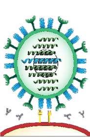 Immunity and Vaccine Issues (Reason for Pandemics) Type A influenza (only) undergoes infrequent and sudden changes, called antigenic shift Occurs when two different flu strains infect the same cell