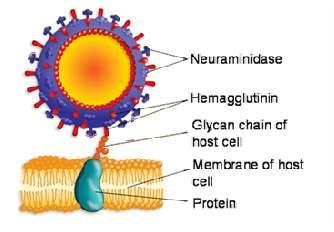 viruses Decrease the release of influenza A viral particles into the host cell Decrease influenza A viral shedding No activity against influenza B
