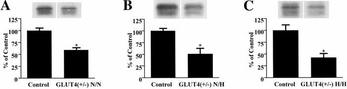 Figure 1. Expression of GLUT4 protein in N/N (A). N/H (B), and H/H (C) adipocytes. Expression of GLUT 4 protein was determined by immunoblot analysis and quantified by densitometry.