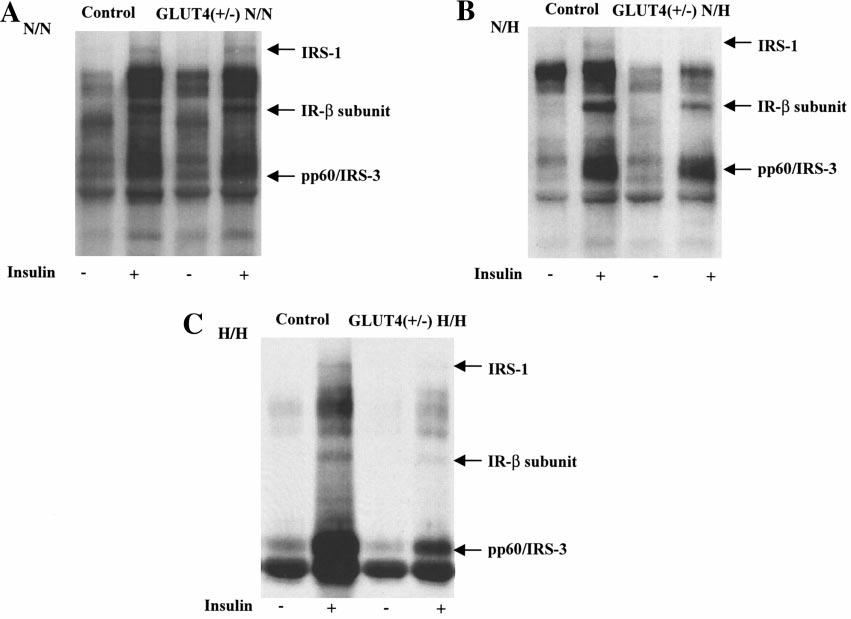 Figure 3. Insulin-stimulated protein tyrosine phosphorylation of N/N (A), N/H (B), and H/H (C) GLUT4( / ), and control adipocytes.