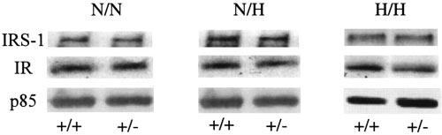IRS-1-associated PI3 kinase activity was normal in adipocytes from N/N GLUT4( / ) mice compared to controls (Fig. 5A).