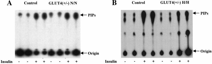Figure 5. Insulinstimulated, IRS-1-associated PI3 kinase activity in N/N, H/H GLUT4( / ), and control adipocytes.