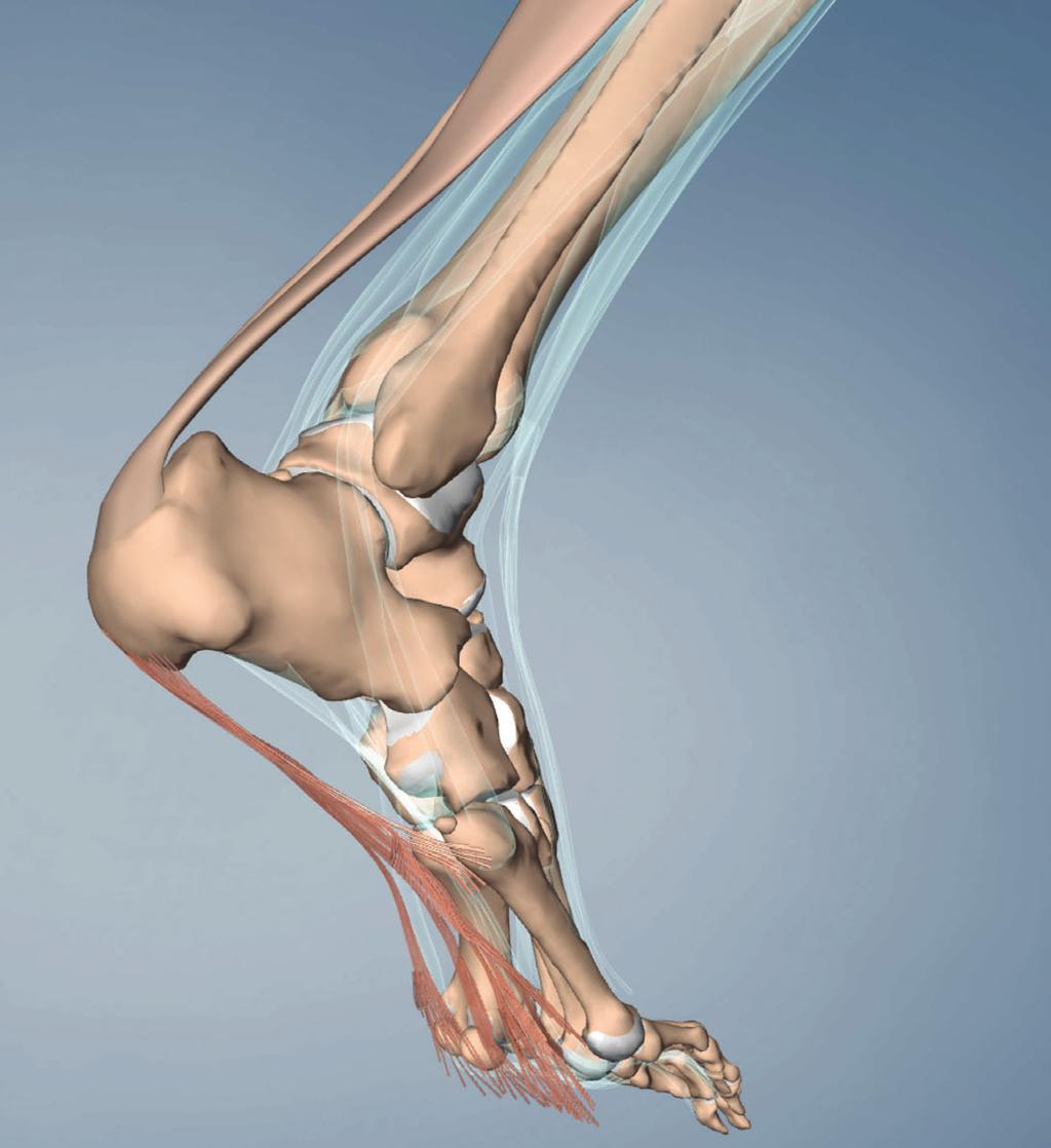 myofascial techniques BY TIL LUCHAU There is a continuous line of connection from the gastrocnemius/soleus to the plantar fascia (whose fibrous aponeuroses are shown here in salmon).