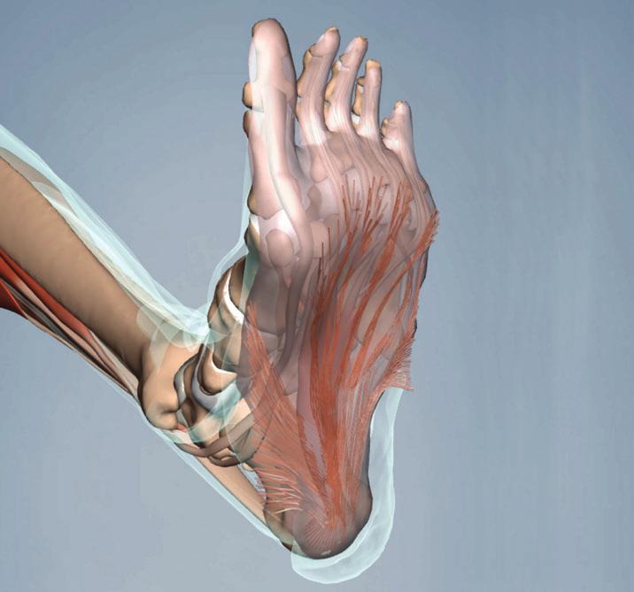 Stay tuned for a March webinar with til luchau on ankle issues. Visit ABMP.com for details. To work with the plantar fascia, we use the middle knuckles of a soft fist (Image 6).