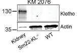 2012;125:2243-2255) Specificity of the antibody?