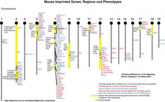 Imprinted genes, continued: ~200 imprinted genes in mammals such as mouse and humans Many, but not all, are imprinted in both humans and rodents