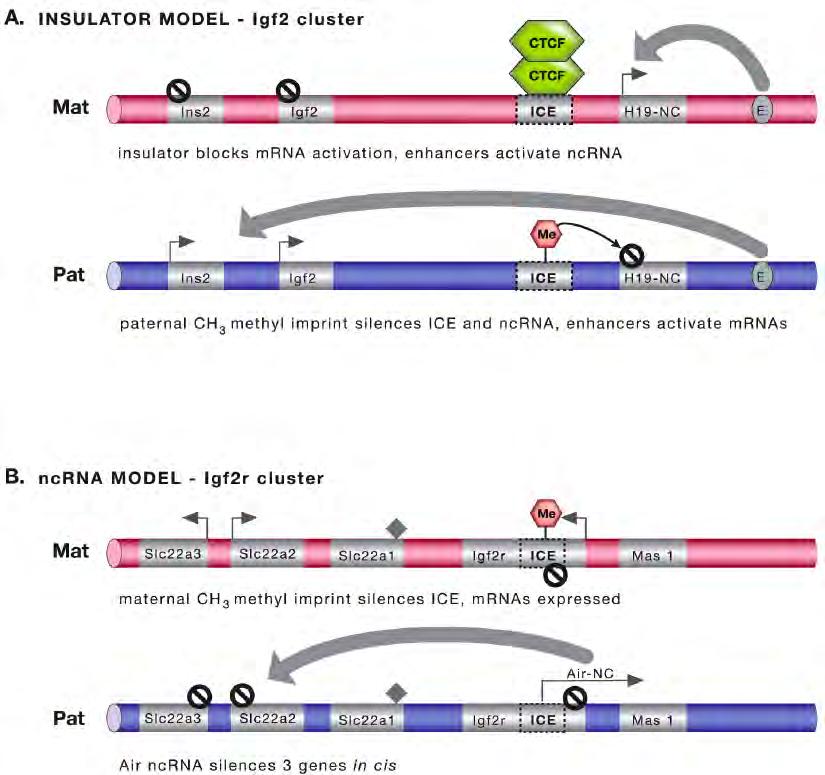 Mechanism unclear but truncation of ncrna prevents function Direct transcriptional interference at IG promoters?