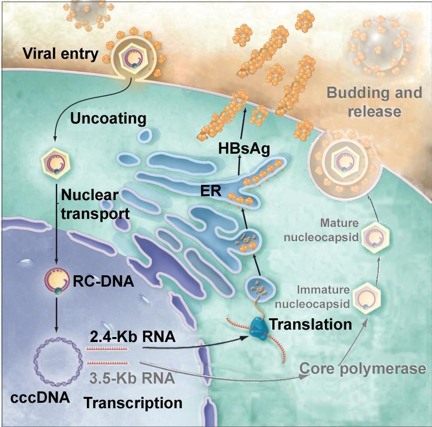 HBV Replication Adapted
