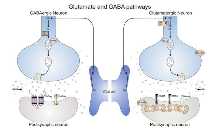 Theorized Involvement of Non-monoamine Neurotransmitters in MDD Pathophysiology 1 5-HT, serotonin; GABA, GABA, gamma-aminobutyric