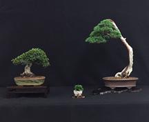 Last month Bob Bugay created his version of a formal Bonsai Display for us to see and appreciate.
