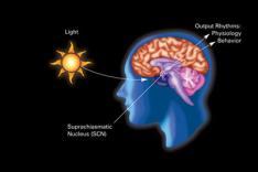 approximately 24- hour natural cycle The circadian clock in the