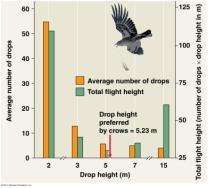 risk of being eaten Crow will drop a whelk (a mollusc) from a height to break its shell Trade-off between the