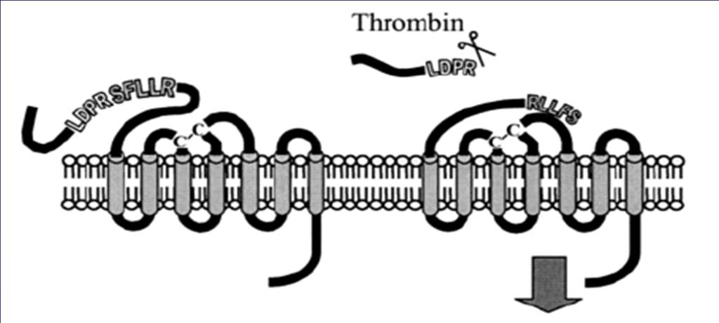 Proteinase-activated receptors (PARs)