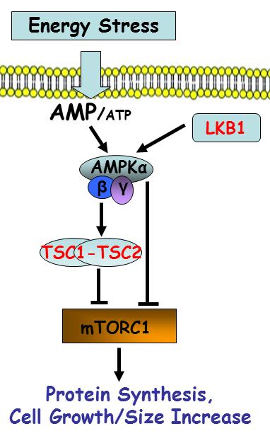 NBR2 depletion attenuates energy stress-induced AMPK activation and mtorc1 inactivation Ctrl Glucose sh sh1 sh2 (mm): 25 0 25 0 25 0 p-ampk AMPK p-acc ACC