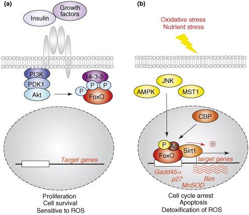 FoxO transcription factors: at the crossroad of cancer and metabolism (From Salih DA, Brunet A, Curr Opin Cell Biol.