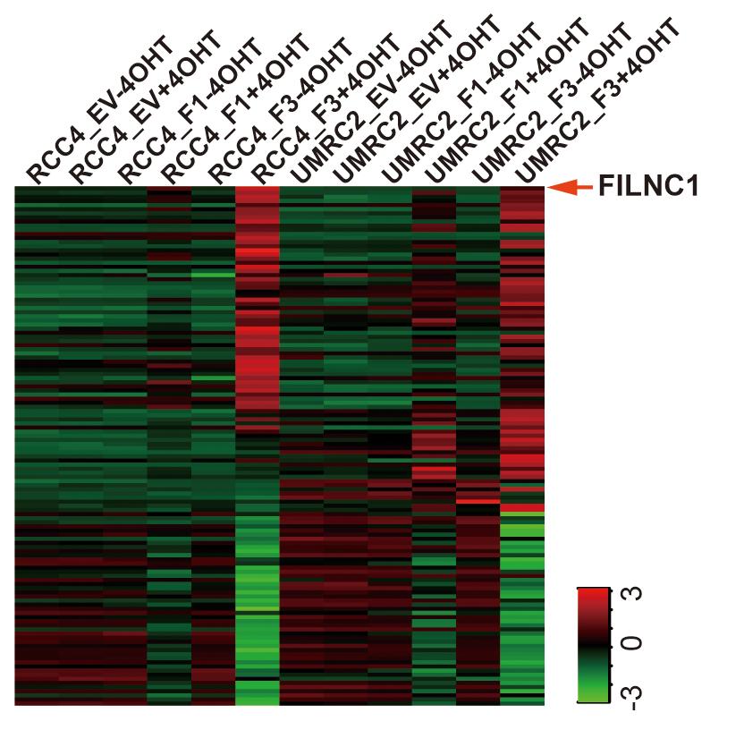 Identification of FoxO-induced lincrnas FoxO(TA)ERT2 RCC cells 4OHT 12 hr treatment - + RNA sequencing Analysis focusing on lincrnas FILNC1