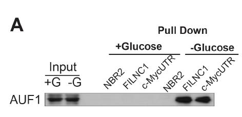 FILNC1 interacts with AUF1 under energy stress and sequesters