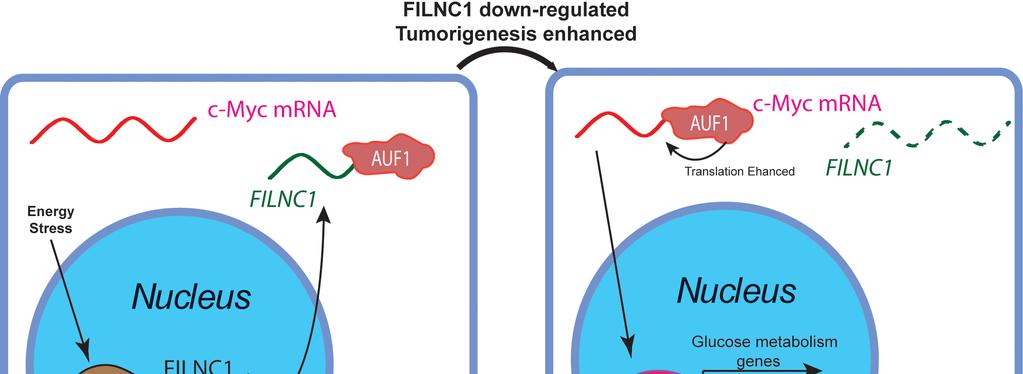 Energy stress-induced lncrna FILNC1