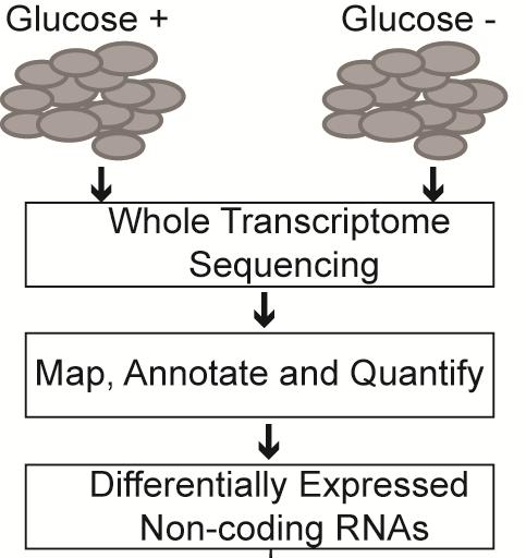 Glucose starvation induces lncrna NBR2 expression Genomic