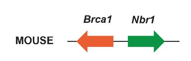 gene 2) for further study BRCA1: protein-coding gene,