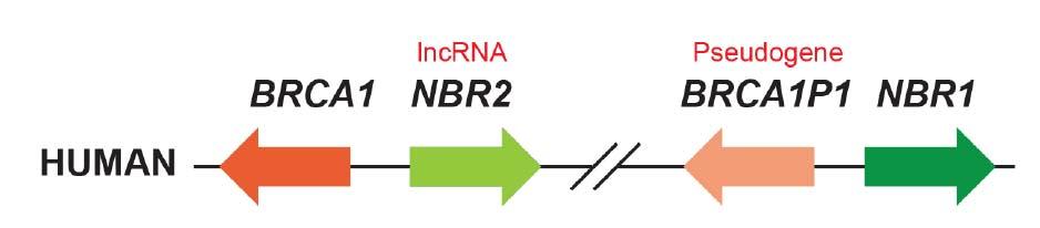 non-coding RNA, non-coding gene BRCA1P1: BRCA1 pseudogene,