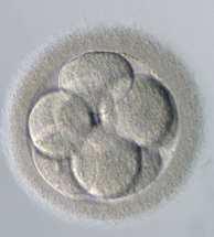 cells (2009) SNP