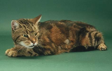 This cat is showing weight loss and poor coat typical signs of hyperthyroidism Hyperthyroidism is usually seen in middle-aged and older cats, rarely being seen in cats less than 7 years of age.