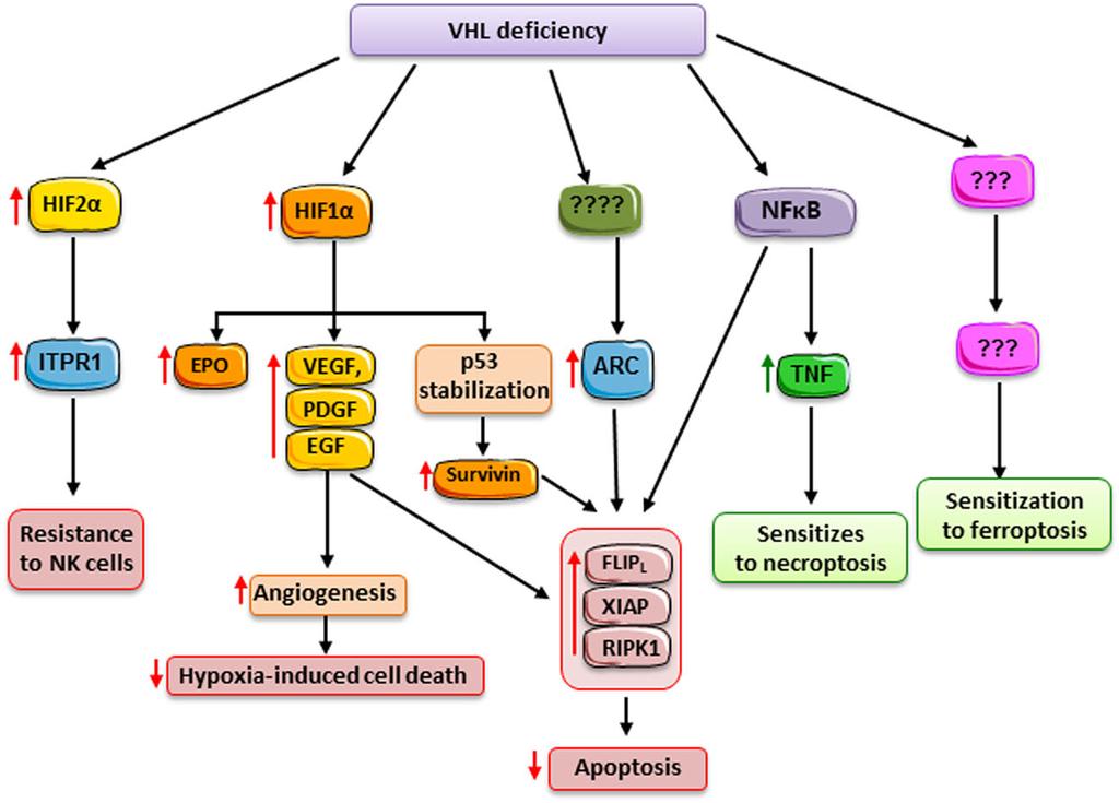 Martin-Sanchez et al. Cell Death and Disease (2018) 9:118 Page 6 of 14 Fig. 2 VHL mutations and RCC resistance to cell death. VHL is frequently mutated in hereditary and spontaneous RCC.