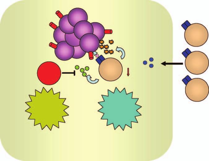 4 Insights into Mechanisms of Immune Resistance in the Tumor Microenviroment 83 Finally, interfering with the suppressive effect of FoxP3 + Tregs in tumor models also has been investigated.