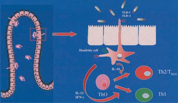 3.2. MEHANIZAM DJELOVANJA Do sada je opisano nekoliko mehanizama djelovanja probiotika.