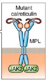 megakaryocyte morphology MDS and CML Normal/Reactive