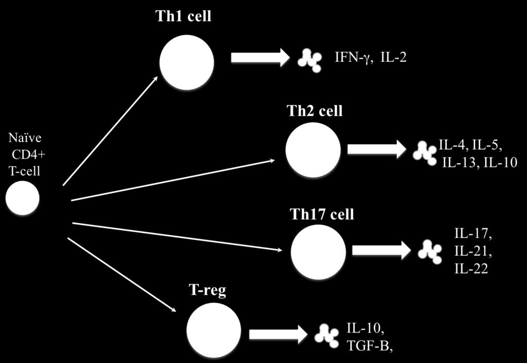 Figure 1: Naïve CD4 T-cells differentiate into different subsets that express distinct transcription factors and cytokines.
