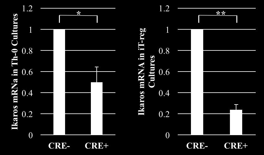 Figure 12: Levels of Ikaros expression are decreased in Th0 and itreg CRE+ cultures.