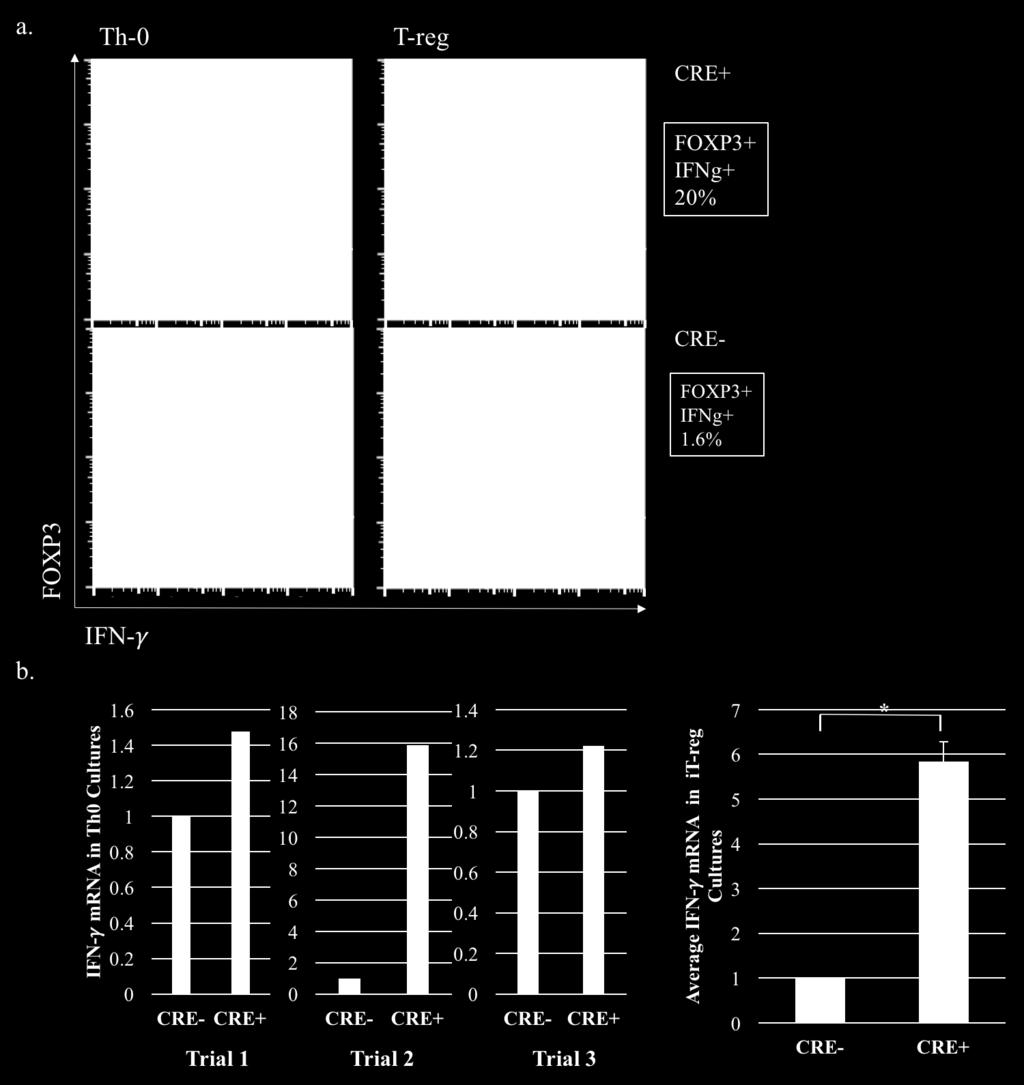 Flow cytometry plots show co-staining for Foxp3 and IFNγ. Boxed numbers represent percentage of FOXP3+ CD4 T-cells that stained for IFNγ.