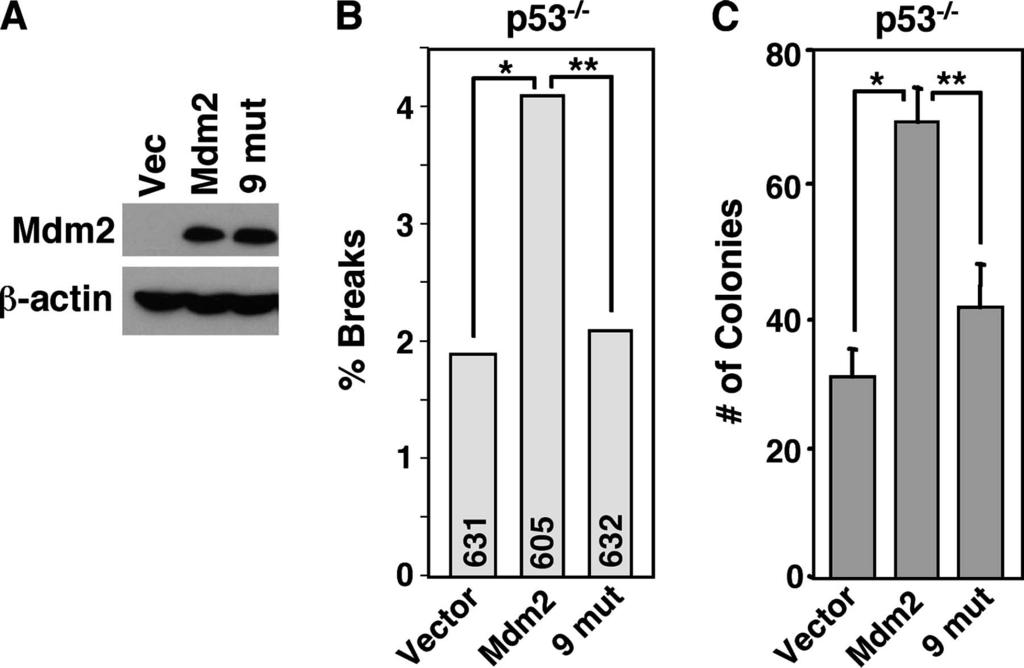 VOL. 28, 2008 Mdm2 PROMOTES TRANSFORMATION INDEPENDENT OF p53 4871 majority of cells had repaired their DNA by this time.