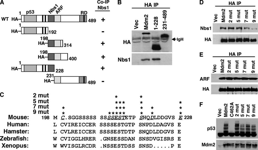 VOL. 28, 2008 Mdm2 PROMOTES TRANSFORMATION INDEPENDENT OF p53 4865 FIG. 2. Localization of the Nbs1 binding domain in Mdm2.