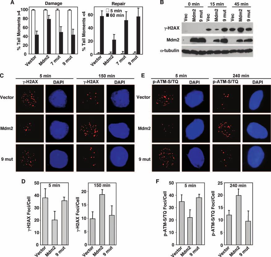 VOL. 28, 2008 Mdm2 PROMOTES TRANSFORMATION INDEPENDENT OF p53 4867 FIG. 4. Mutations in the Nbs1 binding domain of Mdm2 abrogate its ability to inhibit DNA repair.