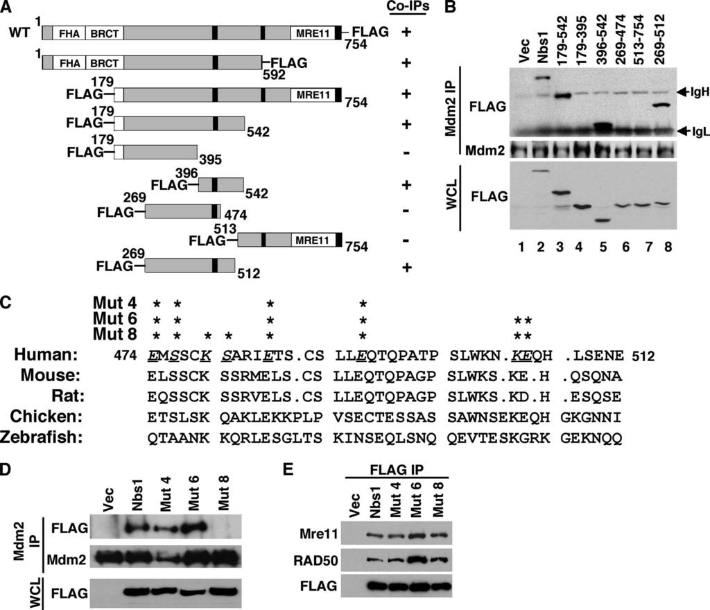 VOL. 28, 2008 Mdm2 PROMOTES TRANSFORMATION INDEPENDENT OF p53 4869 FIG. 5. Localization of the Mdm2 binding domain in Nbs1.
