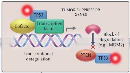 ELN AML Adverse Risk Group Mutated TP53 (TP53 inactivation/dysfunction/loss) TP53 is the «guardian of the genome»: Most potent tumor suppressor, regulation of senescence, apoptosis, metabolism, DNA