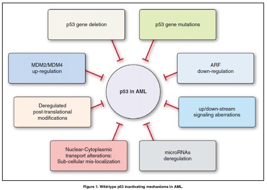 ELN AML Adverse Risk Group Mutated TP53 (TP53