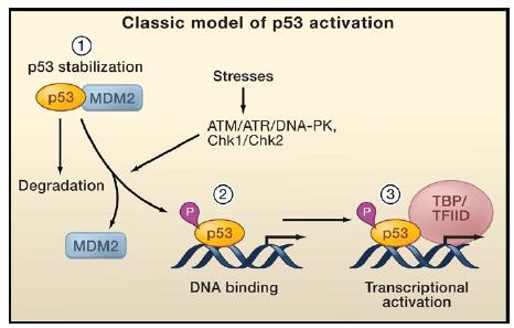 ELN AML Adverse Risk Group Mutated TP53 (TP53 inactivation/dysfunction): Therapeutic Target?