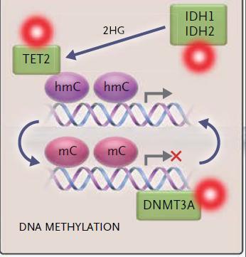 ) IDH1 mutations (found in mitochondria) Prevalence: 5-10% Risk stratification: IDH R132 : adverse IDH2 mutations (found in cytoplasm) Prevalence: 10-15% Risk stratification: IDH