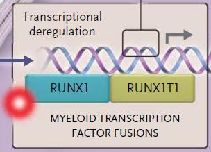ELN AML Adverse Risk Group Survival according to ELN AML risk group 2017 Mutated RUNX1 RUNX1 is a critical transcription factor, essential during embryogenesis in HSC generation, and in adulthood