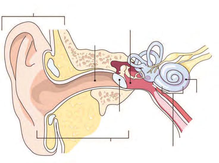 Nurseries Otoacoustic Emissions (OAEs) Otoacoustic emissions are sounds that are produced by the cochlea (outer hair cells) and can be
